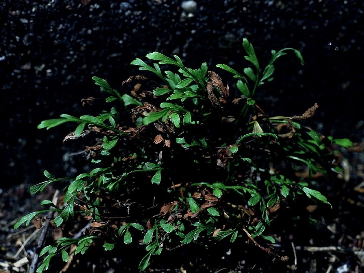 Asplenium x alternifolium nsubsp. alternifolium (Aspleniaceae)
